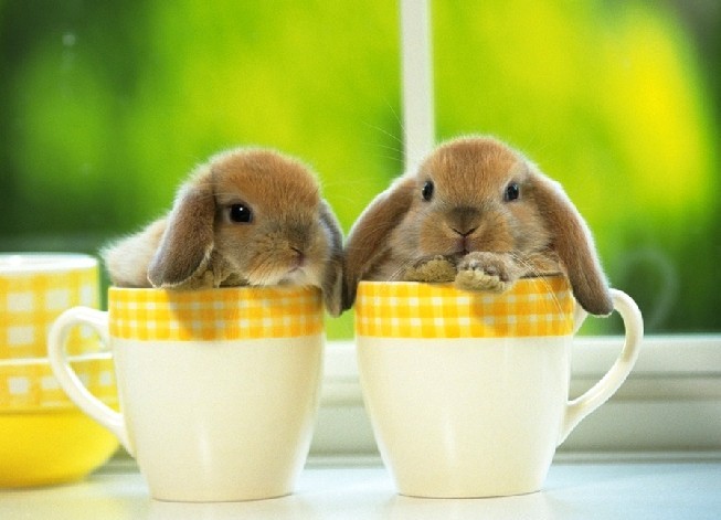 happy.girl的相册_<em>杯子</em>兔<em>姐妹</em>_e度空间