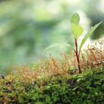 saplings12