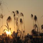 2011年江滩芦荻 092