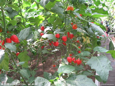 海豚潇的相册_转基因番茄_e度空间