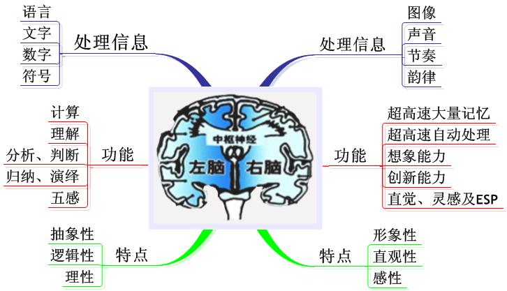 快来测测吧,看你们和孩子是右脑还是左脑思维