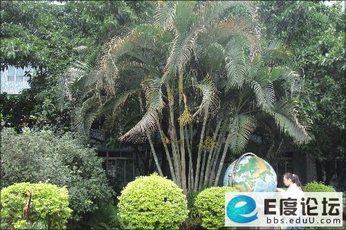 名校随拍系列】--第八篇:深圳福景外国语学校(