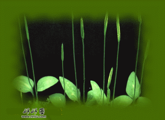 4.gif