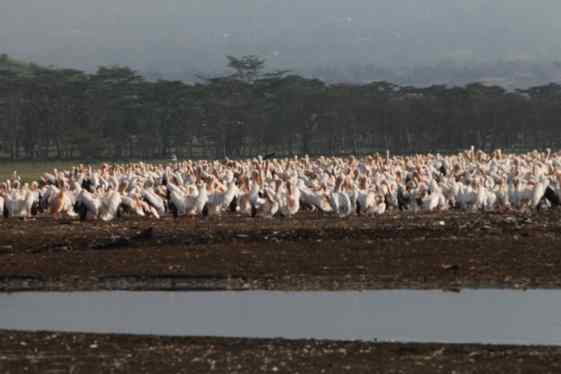 【走遍天下】+非洲观动物大迁徙_羊城荟-广州