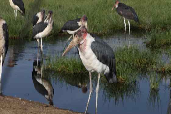 【走遍天下】+非洲观动物大迁徙_羊城荟-广州