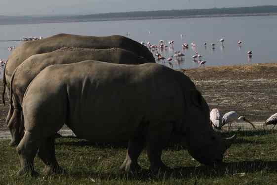 【走遍天下】+非洲观动物大迁徙_羊城荟-广州