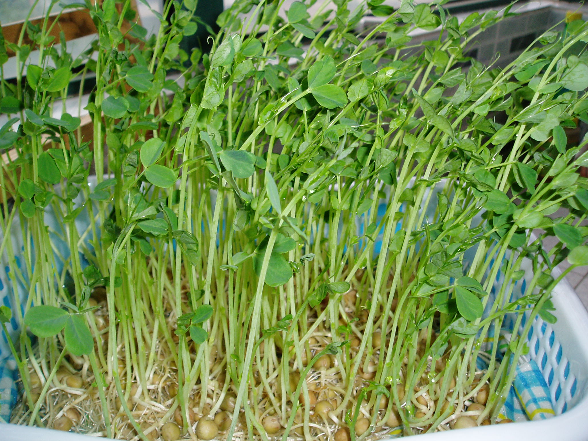 豌豆芽.jpg